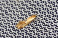 Batia lunaris