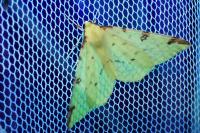 Opisthograptis luteolata
