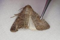 Hoplodrina ambigua