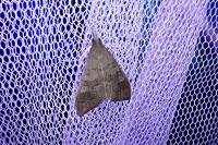 Mecyna asinalis