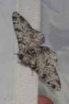 Biston betularia