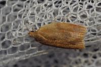 Clepsis consimilana