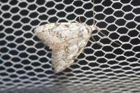Nola confusalis