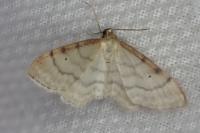 Idaea humiliata