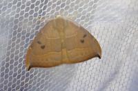 Watsonalla uncinula
