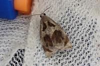 Archips crataegana