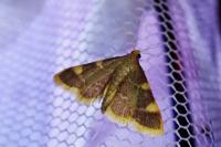 Hypsopygia costalis