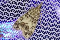 Scoparia ambigualis