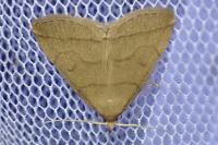 Herminia tarsipennalis