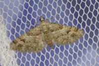 Gymnoscelis rufifasciata