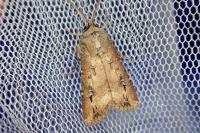 Agrotis ipsilon