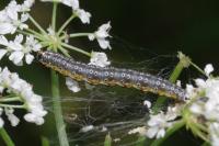 Depressaria daucella