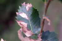 Ectoedemia haraldi/heringella