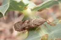 Nomophila noctuella