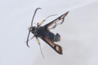 Pyropteron chrysidiforme