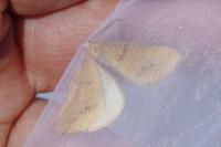 Aspitates ochrearia