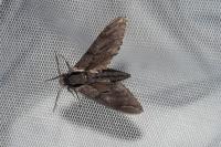 Hyloicus pinastri
