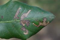 Ectoedemia haraldi/heringella