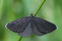Odezia atrata