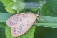 Miltochrista miniata