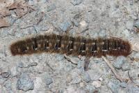 Lasiocampa quercus