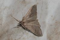 Mecyna asinalis