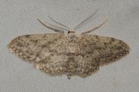 Idaea seriata