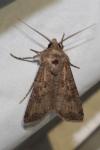 Agrotis segetum