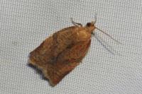 Clepsis consimilana