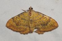 Camptogramma bilineata