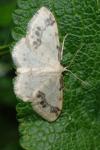 Idaea trigeminata