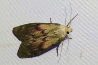 Aphomia sociella