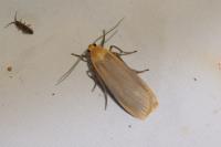 Katha depressa