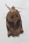 Archips crataegana