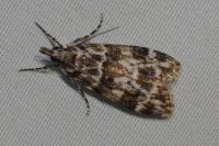 Eudonia delunella