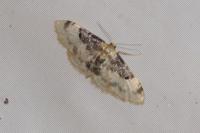 Idaea filicata