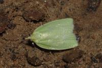 Tortrix viridana