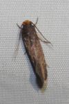 Cephimallota crassiflavella