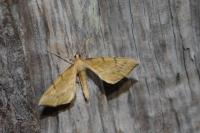 Gandaritis pyraliata