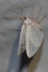 Lomographa temerata