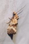Cochylis molliculana