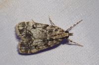Eudonia lacustrata