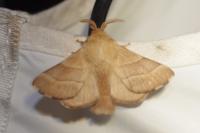 Malacosoma neustria