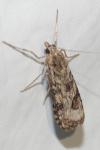 Nomophila noctuella