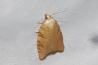 Aleimma loeflingiana