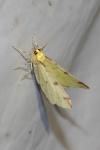 Opisthograptis luteolata
