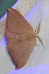 Watsonalla uncinula