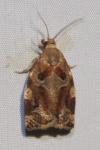 Archips xylosteana