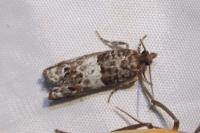 Notocelia trimaculana
