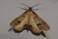 Plagodis dolabraria